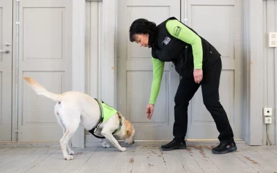 Vanhan ja uuden talon rajapinnat – vanhan talon liitoskohdat ovat homekoiran suosikkipaikkoja