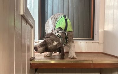 Homekoira vai kuntotarkastaja?