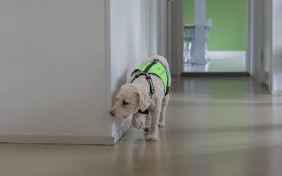 Homekoiran ilmaisujen tarkastelu apuvälineillä