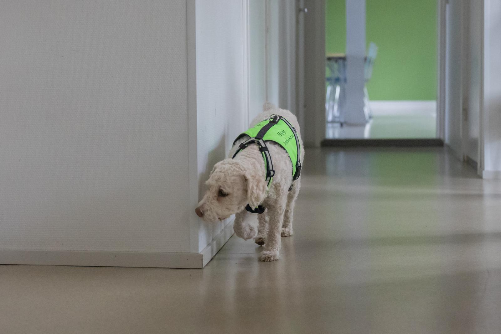 Hali etsii Helppihomekoirat Hali etsii Helppihomekoirat